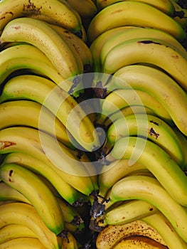 Ripe Delicious Organic Bananas in Abundance.