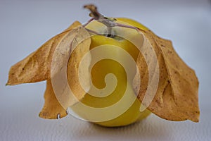 Ripe delicious quince with yellow leaves on a white background