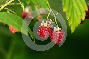 Ripe and delicious Wild rasberry, Rubus idaeus