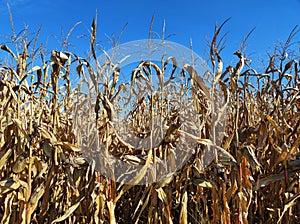 Ripe desiccated corncobs with cornsilks in cornfield in end of October
