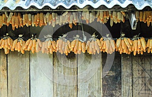 Ripe dried corn cobs,corn seeds make it dry.