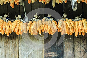 Ripe dried corn cobs,corn seeds make it dry.
