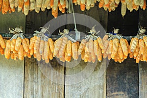 Ripe dried corn cobs,corn seeds make it dry.