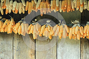 Ripe dried corn cobs,corn seeds make it dry.