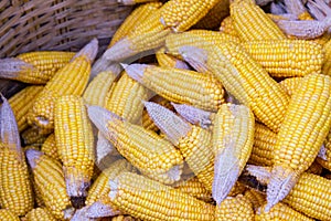 Ripe dried corn cobs,corn seeds make it dry.