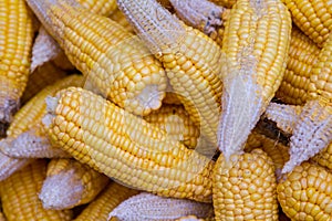 Ripe dried corn cobs,corn seeds make it dry.