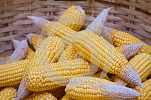 Ripe dried corn cobs,corn seeds make it dry.