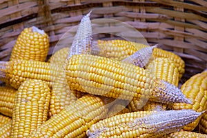 Ripe dried corn cobs,corn seeds make it dry.