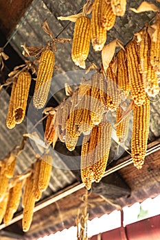 Ripe dried corncobs