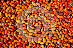 Ripe and dried rose hips spread out on a floor