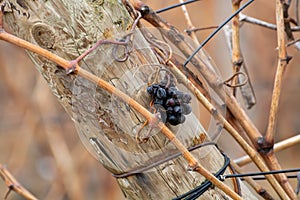 Ripe and dry bunches of red tempranillo grapes after harvest, vineyards of La Rioja wine region in Spain, Rioja Alavesa in winter