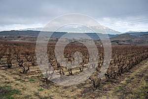 Ripe and dry bunches of red tempranillo grapes after harvest, vineyards of La Rioja wine region in Spain, Rioja Alavesa in winter photo