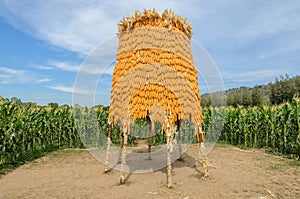Ripe dry corn in field