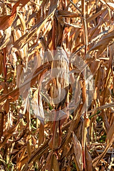Ripe and dry corn stalks close up. End of season field with golden corn ready for harvest