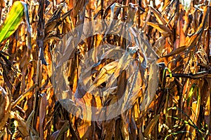 Ripe and dry corn stalks close up. End of season field with golden corn ready for harvest