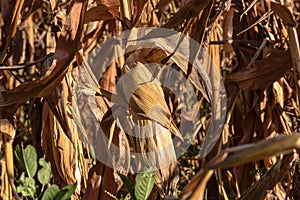 Ripe and dry corn stalks close up. End of season field with golden corn ready for harvest
