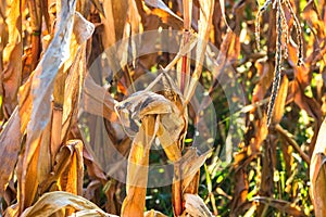 Ripe and dry corn stalks close up. End of season field with golden corn ready for harvest