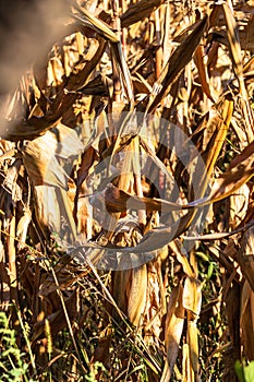 Ripe and dry corn stalks close up. End of season field with golden corn ready for harvest