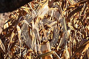 Ripe and dry corn stalks close up. End of season field with golden corn ready for harvest