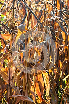 Ripe and dry corn stalks close up. End of season field with golden corn ready for harvest