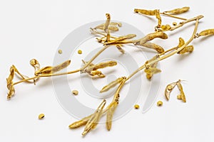 Ripe dry soybeans in pods isolated on white background. Cultivated organic agricultural crop, traditional healthy ingredient in