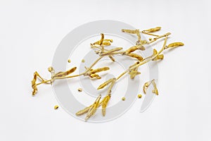 Ripe dry soybeans in pods isolated on white background. Cultivated organic agricultural crop, traditional healthy ingredient in