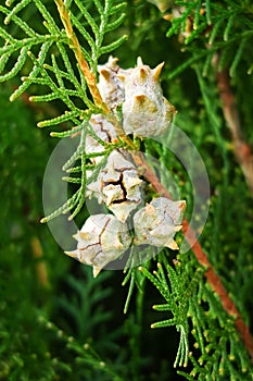 ripe dry thuja cones ripen on thuja