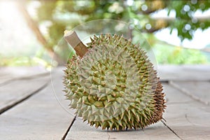 Ripe durian on table under tree shadow in the garden. King of fruit. durian tropical summer fruit at nature farm / Durian in