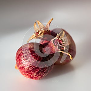 Ripe dwarf pomegranate fruits on white surface