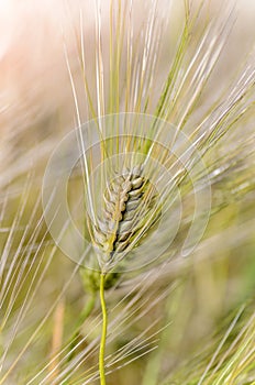 Ripe ear of barley with a long dense awn