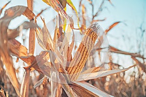 Ripe ear of corn, cultivated crop on industrial plantation, Food production and agriculture concept photo