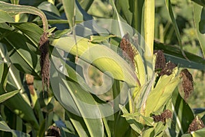 Ripe ear of corn with green leaves in the background