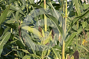 Ripe ear of corn with green leaves in the background