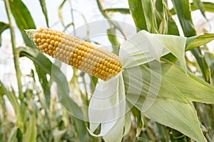 Ripe ear of corn growing on a field before harvesting. Close-up