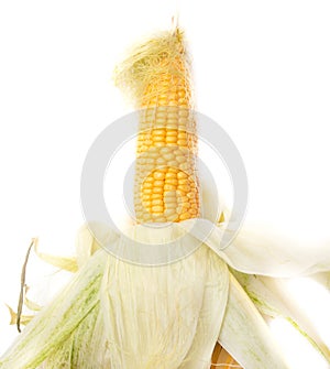 Ripe ear of corn isolated on a white background.