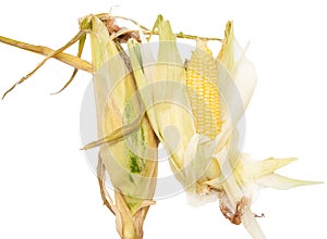 Ripe ear of corn isolated on a white background.