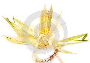 Ripe ear of corn isolated on a white background.