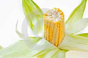 Ripe ear of corn with leaves, isolated on white background