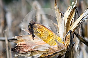Ripe Ear of maize or corn on the stem ready for harvest. Zea mays. photo