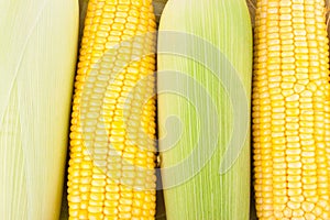 Ripe ear of sweet corn on cobs kernels or grains of ripe corn on white background corn vegetable