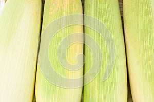 Ripe ear of sweet corn on cobs kernels or grains of ripe corn on white background corn vegetable isolated
