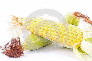 Ripe ear of sweet corn on cobs kernels or grains of ripe corn on white background vegetable isolated