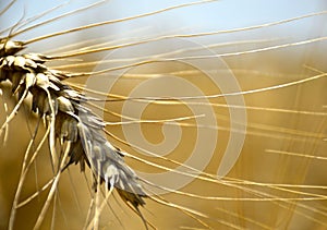 Ripe ear of wheat, bright golden color with long tendrils close-up