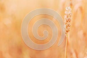 Ripe ear of wheat cereal crop in cultivated agricultural field ready for harvest season