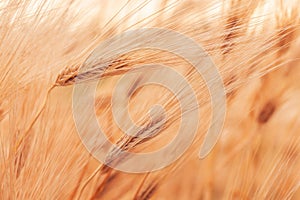 Ripe ear of wheat cereal crop in cultivated agricultural field ready for harvest season