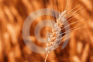 Ripe ear of wheat with long awns in field