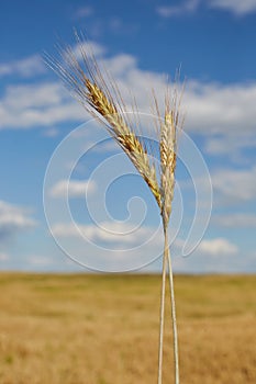 Ripe ears of barley against the blue sky