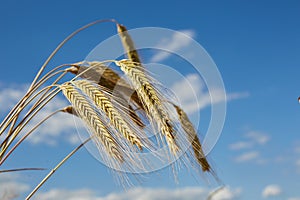 Ripe ears of barley against the blue sky