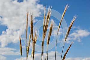 Ripe ears of barley against the blue sky