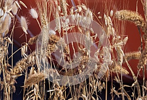 Ripe ears of cereals grass